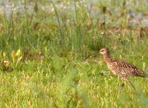 Curlew in grassland