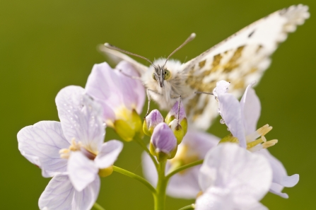 Orange tip and cuckooflower