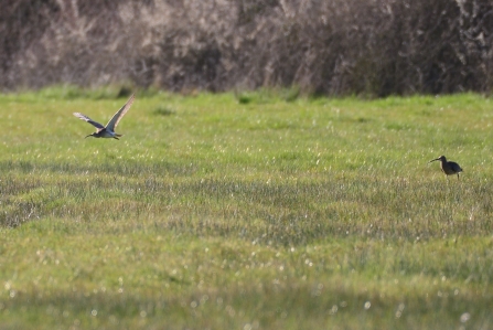 Two curlew in floodplain meadow