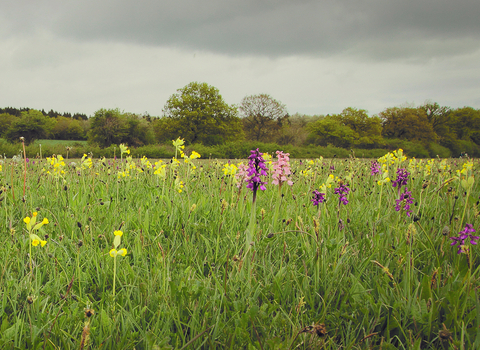 Orchids and cowslips at Bernwood Meadows