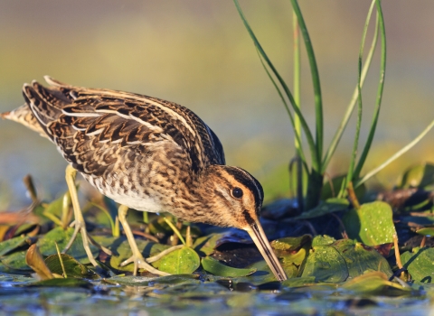 Common snipe rootling among plants