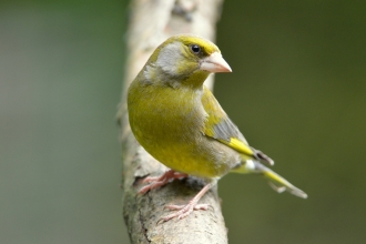 Greenfinch