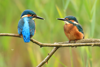 Kingfishers