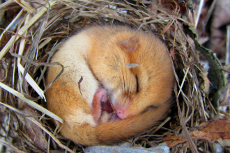 Sleepy dormouse