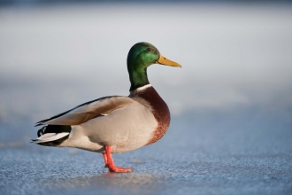 Mallard