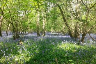 Bluebells in woodland