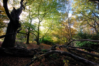 Bowdown Woods by Rob Appleby