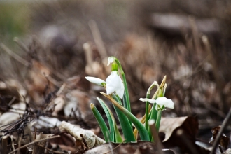 Snowdrops