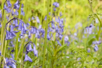 Bluebells