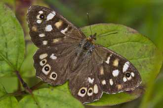 Speckled wood