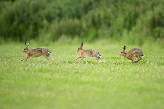 Brown hare