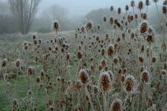 Frosty teasel