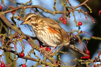 Redwing