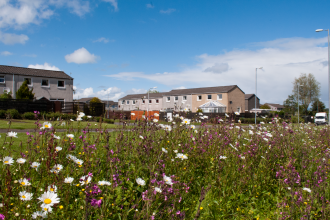 wild flowers and houses