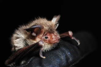 Bechstein's bat