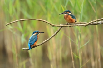 kingfishers on branch
