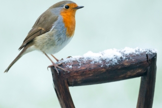 Robin on a snowy shovel