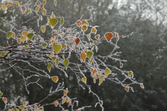 Green, yellow and orage silver birch tree leaves covered in frost in autumn or winter.