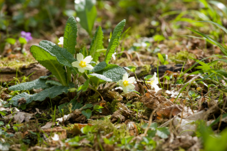 Primroses