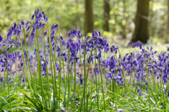 Bluebells