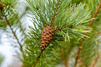 Scots Pine by Pete Crome