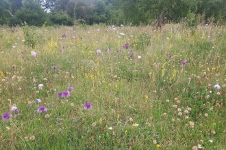 Sydlings Copse