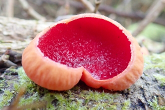 Scarlet elfcup