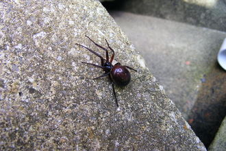 False widow spider