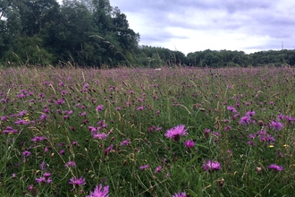 Knapweed