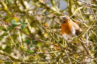 Robin by Mike Perry