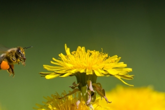 Bee and dandelion by John Hawkins