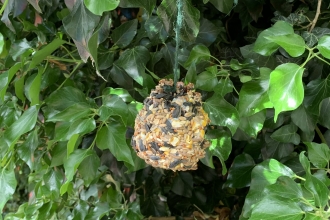 Pine cone bird feeder