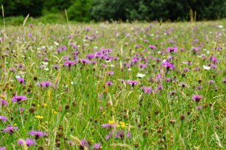 Wild flowers