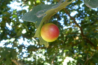 Cherry gall