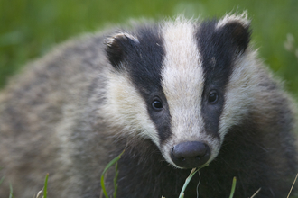 Badger