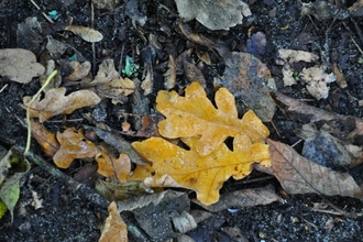 Autumn oak leaf