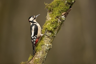 Great Spotted Woodpecker 