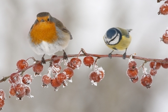 Wintry robin and blue tit