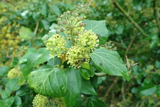 Insects feeding on ivy flowers