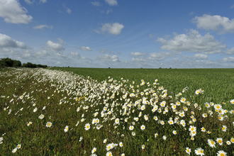 Ox-eye daisies in field margin by Chris Gomersall/2020Vision