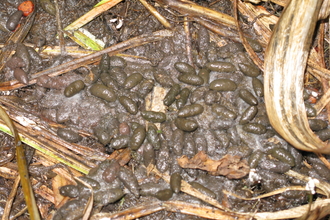 Water vole droppings