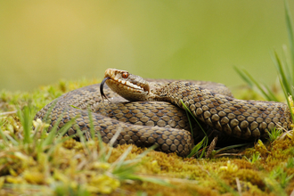 An adder curled up on moss with its tongue extended