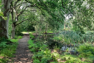 Path through trees