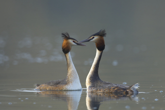 Great crested grebes