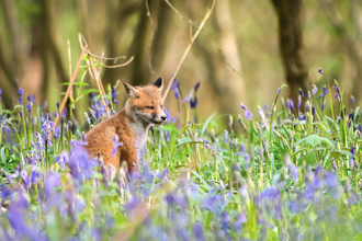 Fox cub in bluebells. Picture: Andrew Marshall