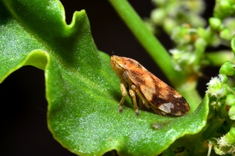 A common froghopper (Philaenus spumarius). Picture: 1bumer/ Wikimedia Commons