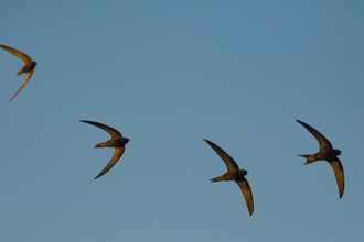 Swifts