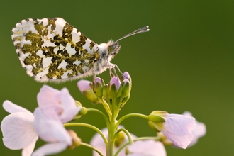 Orange-tip butterfly on cuckooflower by Ross Hoddinott 2020VISION