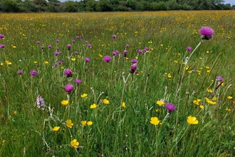 Meadow of wild flowers