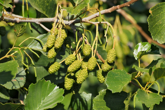 Male and female catkins on an alder tree